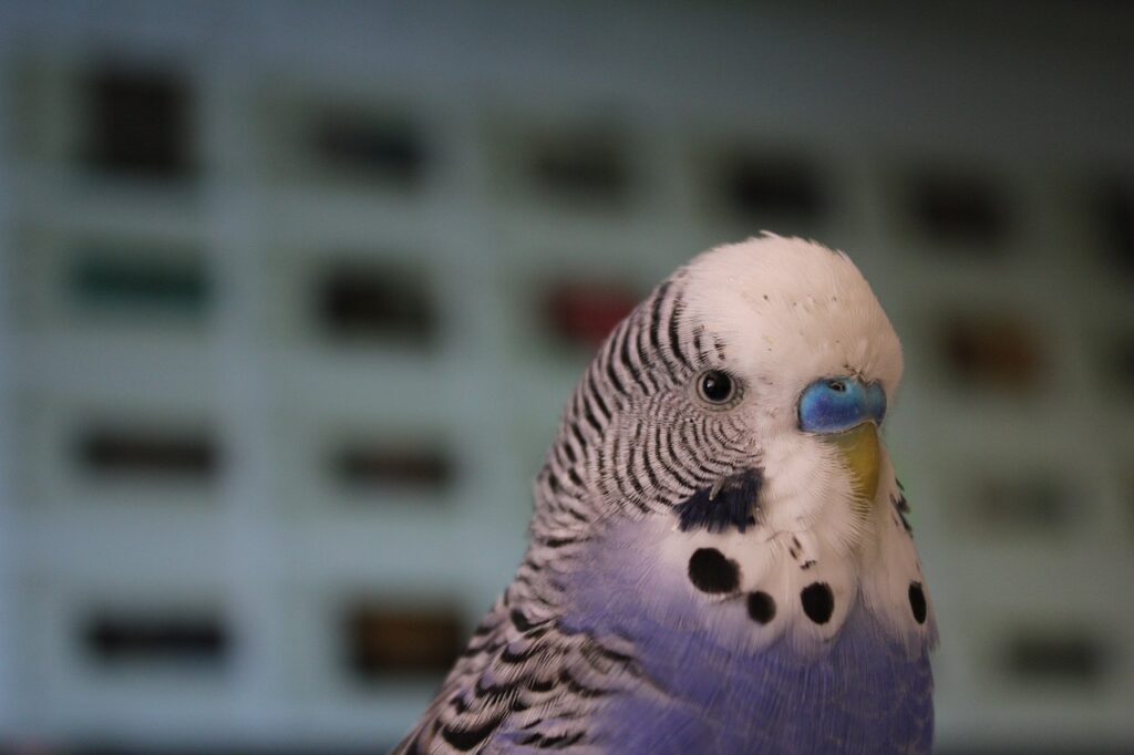 budgie-3440021_1280