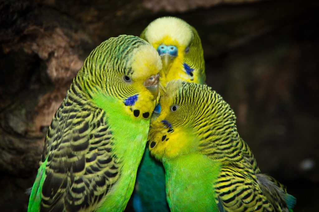 budgies-4046660_1280