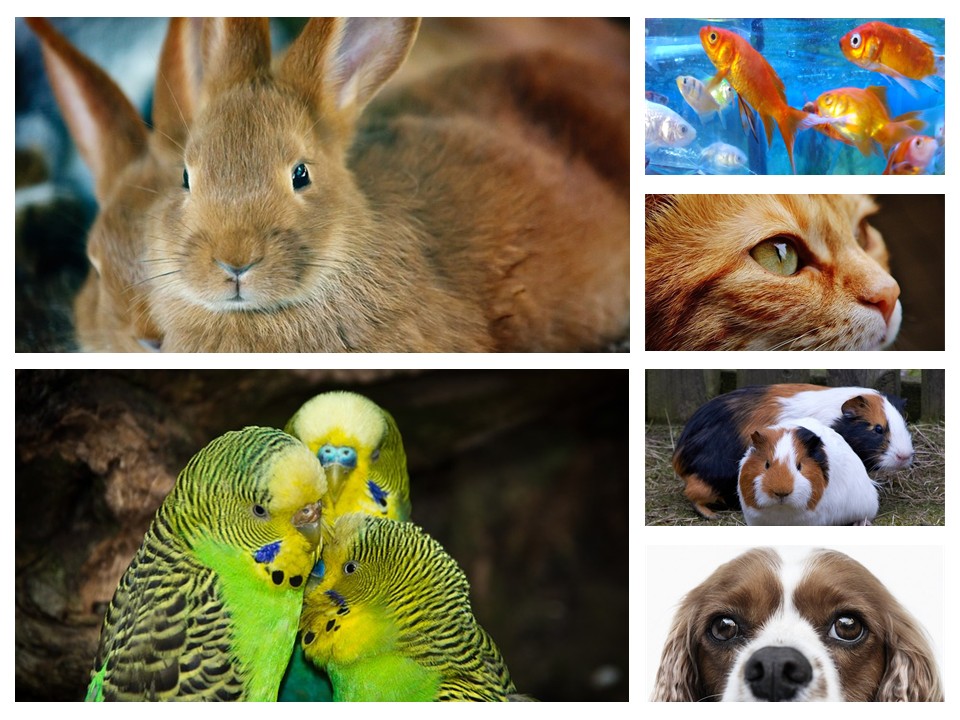 Animals5