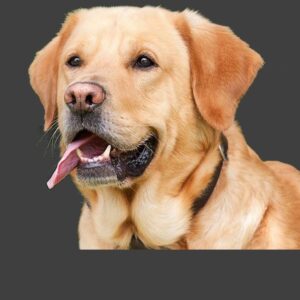Caninos