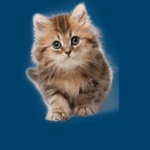 Felinos
