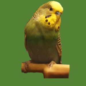 Aves