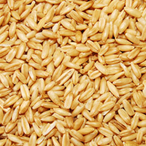 Avena