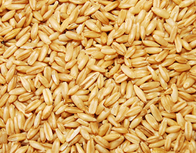 Avena
