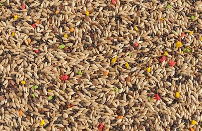 Mixtura de Aves