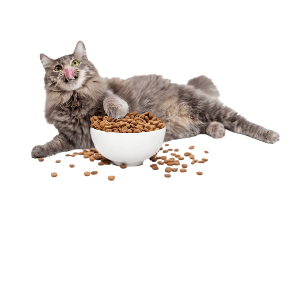 Alimentos y Snacks